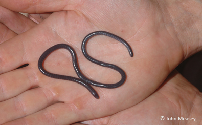 A caecilian in the hand...